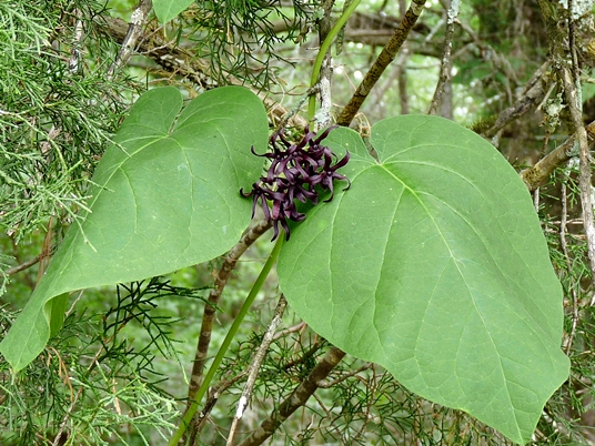 {Matelea decipiens}